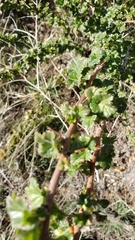 Ribes roezlii roezlii