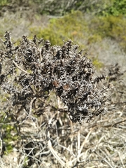 Achyranthemum recurvatum
