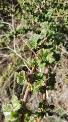 Ribes roezlii roezlii