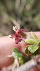 Ribes roezlii roezlii