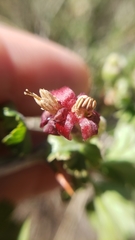 Ribes roezlii roezlii