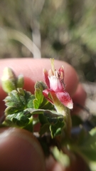 Ribes roezlii roezlii