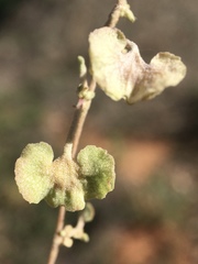 Atriplex stipitata