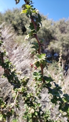 Ribes roezlii roezlii