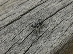 Aphantochilus rogersi