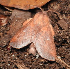 Phyllodesma occidentis