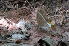 Pierella nereis