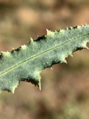 Reichardia tingitana