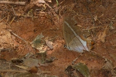Pierella nereis