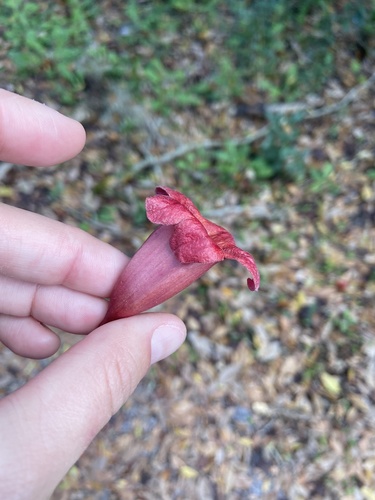 Bignonia capreolata image