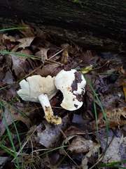 Tricholoma odorum
