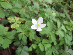 Anemonastrum flaccidum