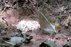 Pierella nereis