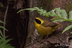 Geothlypis flavovelata