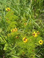 Adonis microcarpa intermedia