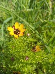 Adonis microcarpa intermedia