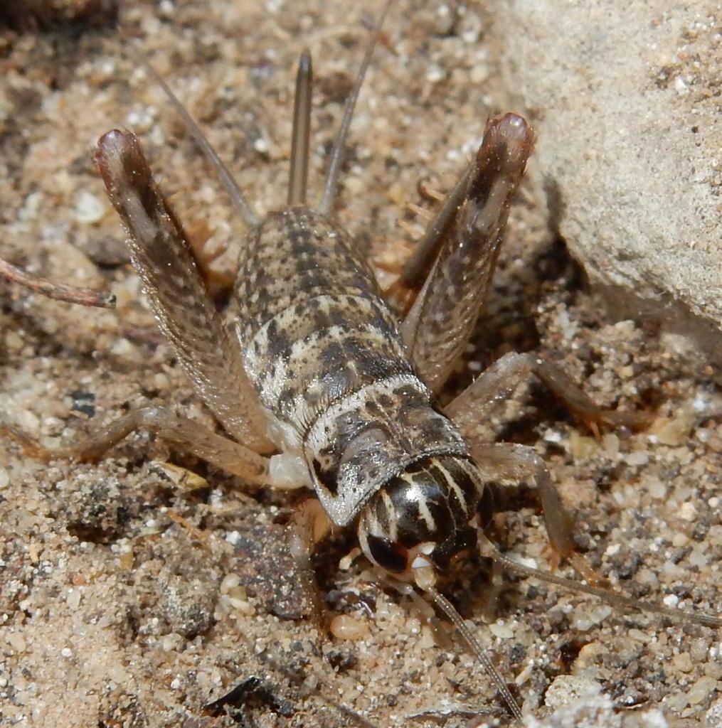 Mute Crickets