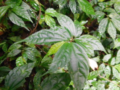 Elatostema cyrtandrifolium
