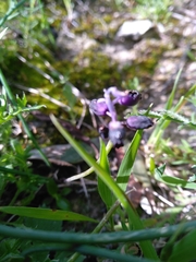 Muscari inconstrictum