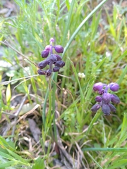 Muscari inconstrictum