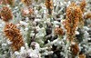 Seriphium plumosum - Photo (c) Evie Bowen, algunos derechos reservados (CC BY-NC), subido por Evie Bowen