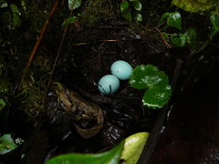 Grallaria guatimalensis