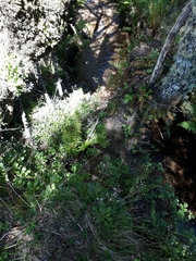 Saxifraga spathularis