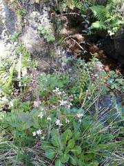 Saxifraga spathularis
