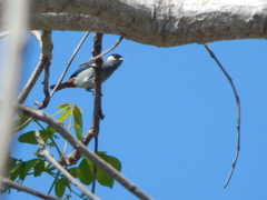 Conirostrum leucogenys