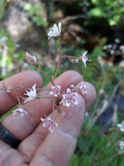 Saxifraga spathularis