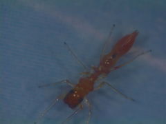 Synemosyna petrunkevitchi