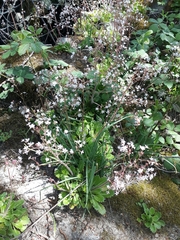 Saxifraga spathularis