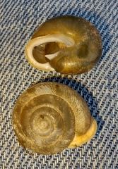 Patera perigrapta