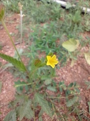 Waltheria operculata