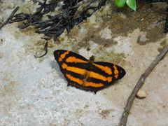 Symbrenthia anna