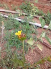 Waltheria operculata