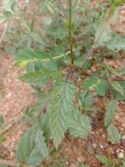 Waltheria operculata