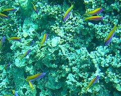 Mirolabrichthys evansi