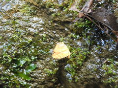 Symbrenthia anna