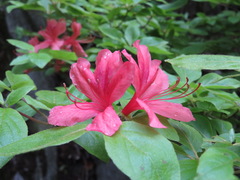 Rhododendron kaempferi