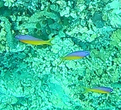 Mirolabrichthys evansi