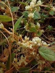 Cuscuta partita