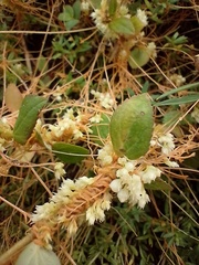 Cuscuta partita