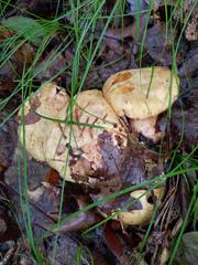 Suillus subaureus