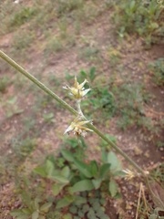 Froelichia humboldtiana