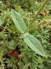 Froelichia humboldtiana