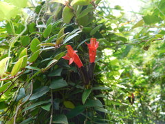 Aeschynanthus
