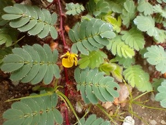 Chamaecrista supplex