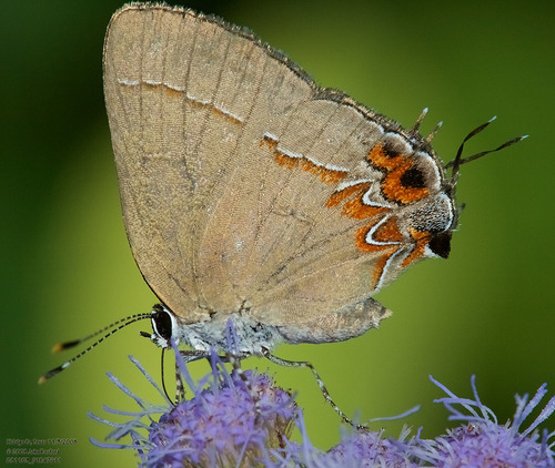 Dusky-blue Groundstreak