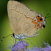 Dusky-blue Groundstreak